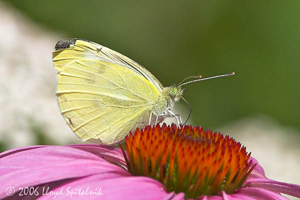 Cabbage White