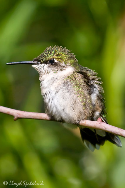 Ruby-throated Hummingbird