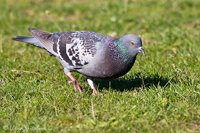 Rock Pigeon