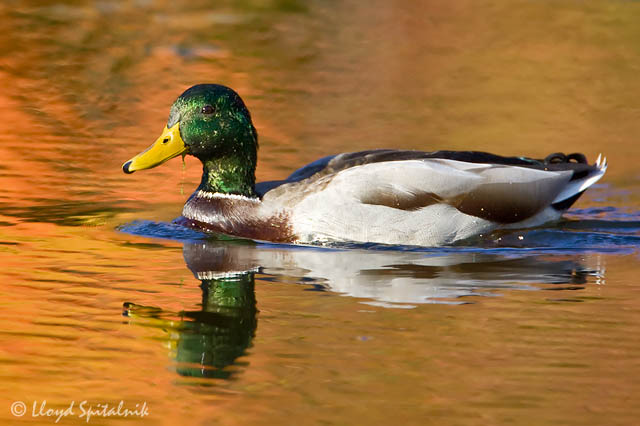 Mallard