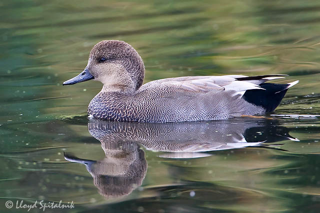 Gadwall (male)