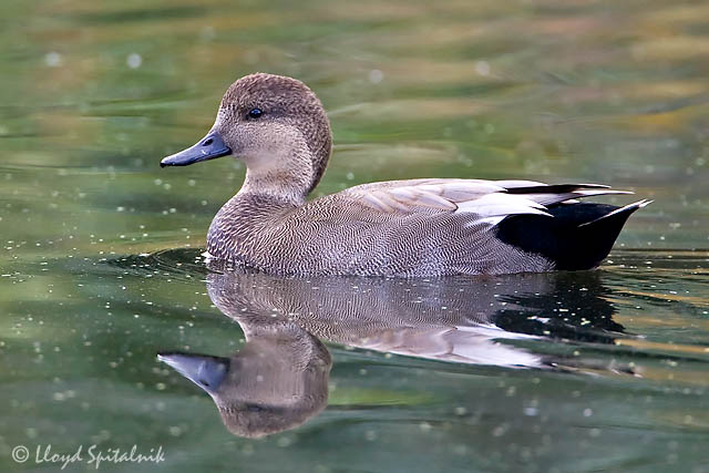 Gadwall