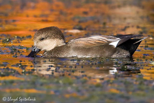 Gadwall