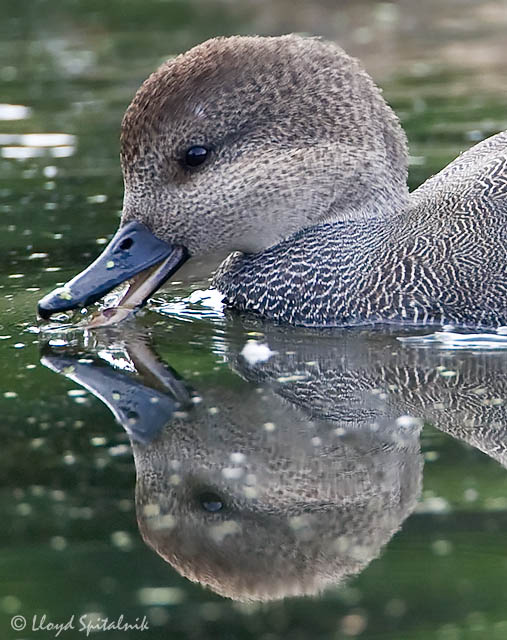 Gadwall