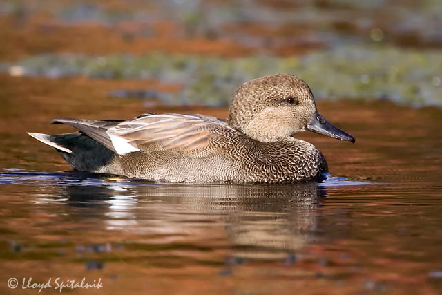 Gadwall