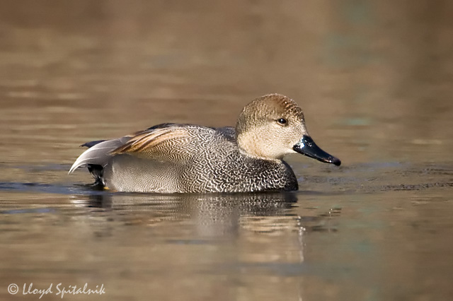Gadwall