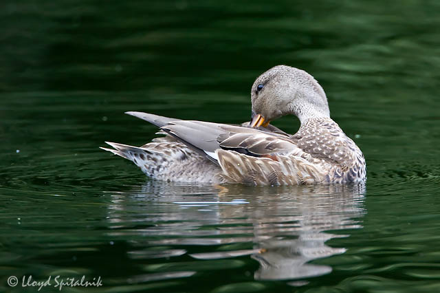 Gadwall (female)