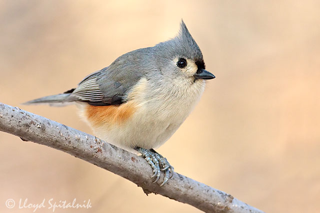 Tufted Titmouse