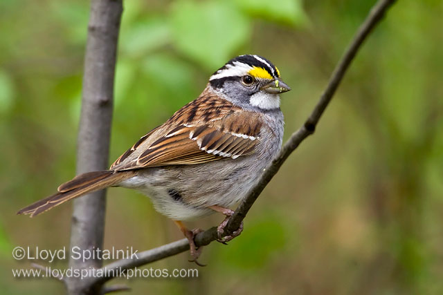 White-throated Sparrow