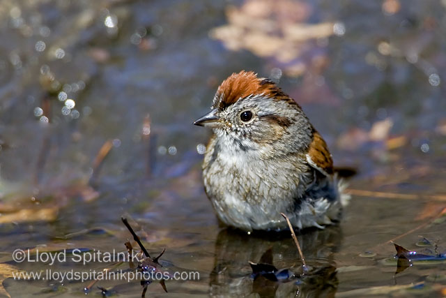 Swamp Sparrow