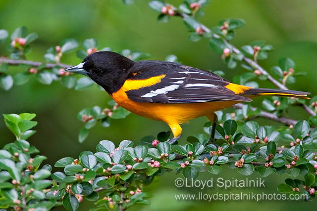 Baltimore Oriole