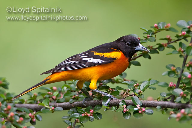 Baltimore Oriole