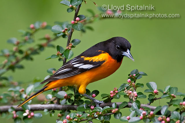 Baltimore Oriole