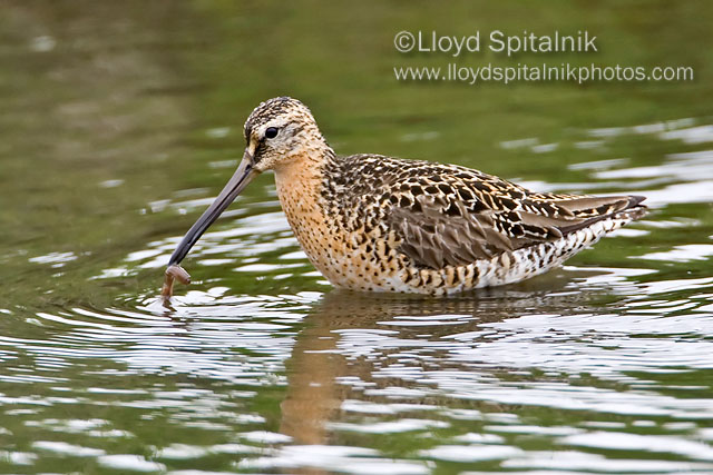 Short-billed Dowitcher