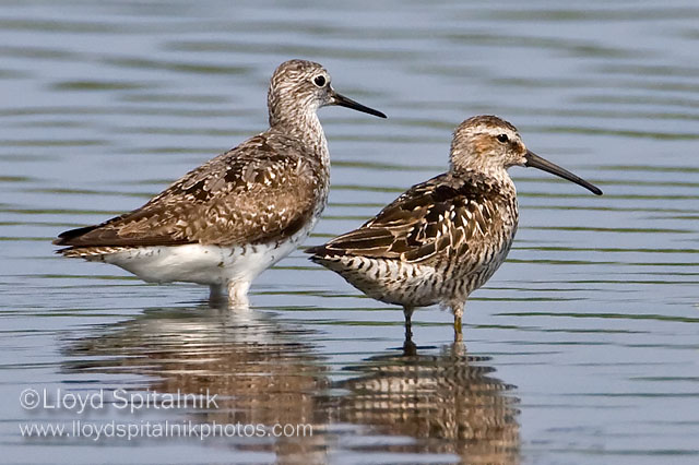 Stilt Sandpiper (right) w/ Lesser Yellowlegs