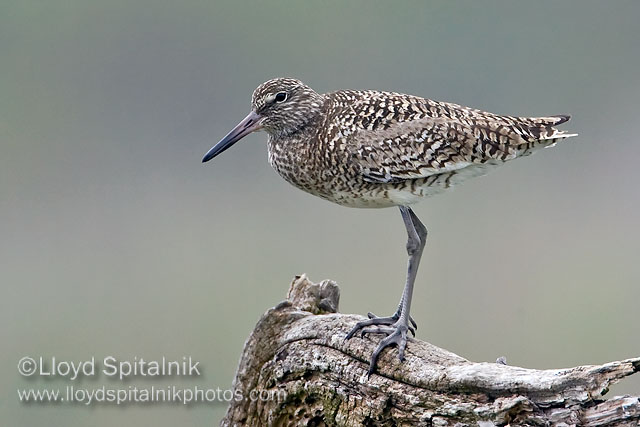 Willet