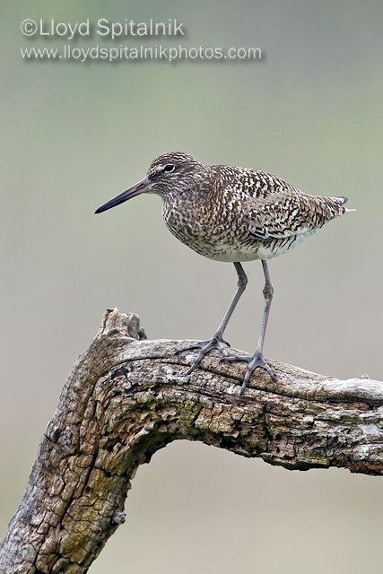Willet  (Eastern breeding)