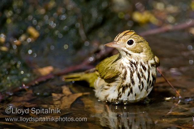 Ovenbird