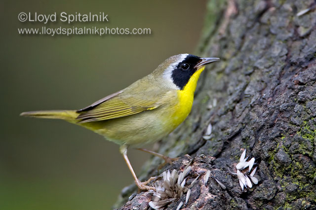 Common Yellowthroat