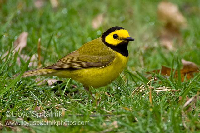 Hooded Warbler