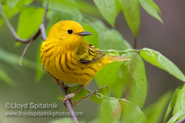 Yellow Warbler (male)