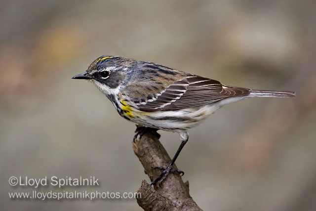 Yellow-rumped Warbler