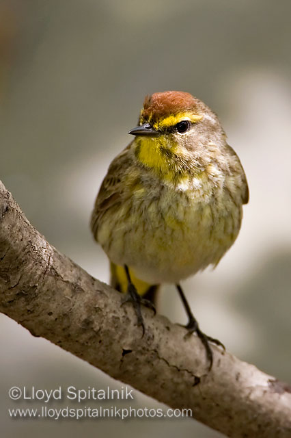 Palm Warbler (western)