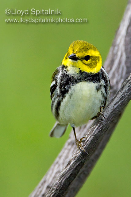 Black-throated Green Warbler (female)