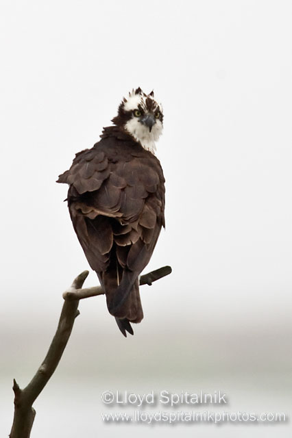 Osprey
