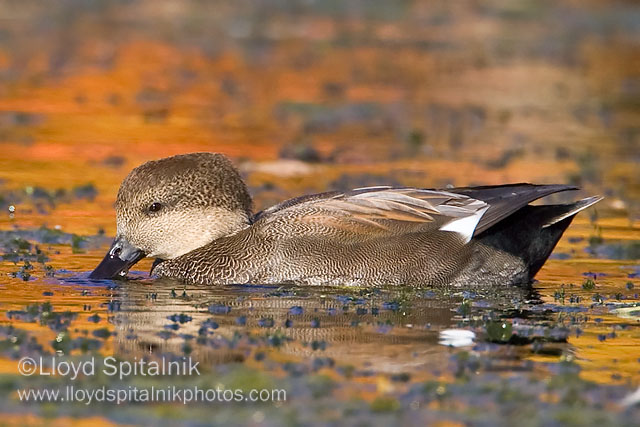 Gadwall