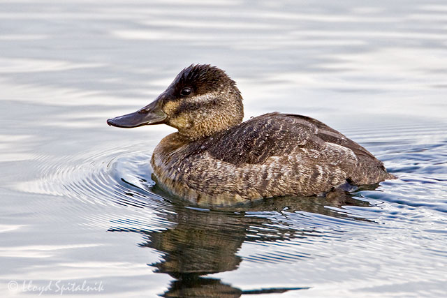 Ruddy Duck (female)