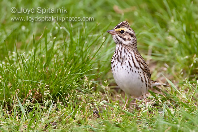 Savannah Sparrow