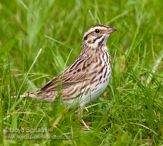 Savannah Sparrow