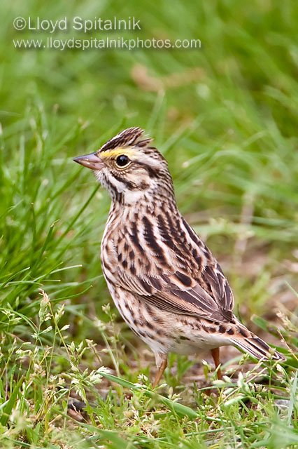 Savannah Sparrow