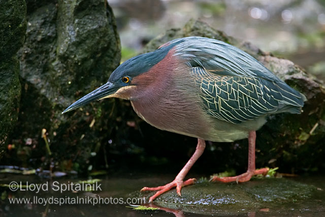 Green Heron