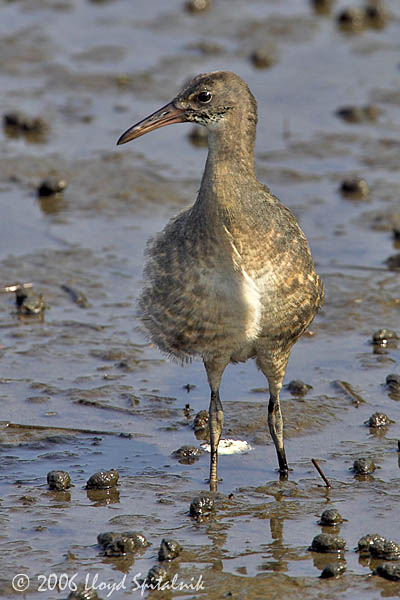 Clapper Rail