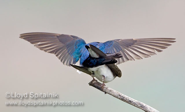 Tree Swallow