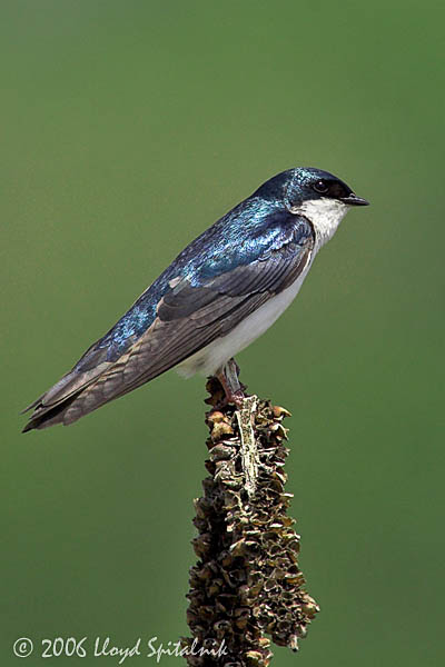 Tree Swallow