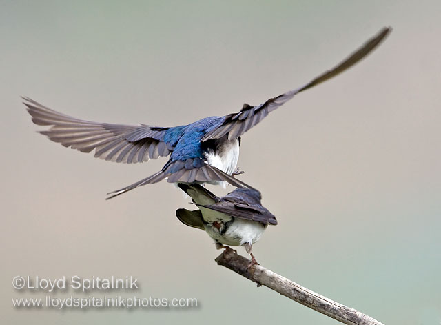 Tree Swallow