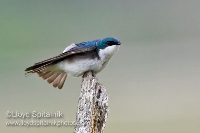 Tree Swallow