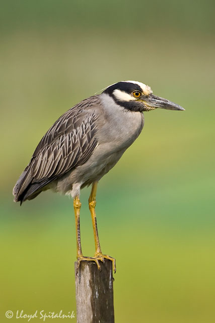 Yellow-crowned Night-Heron