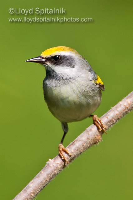Golden-winged Warbler
