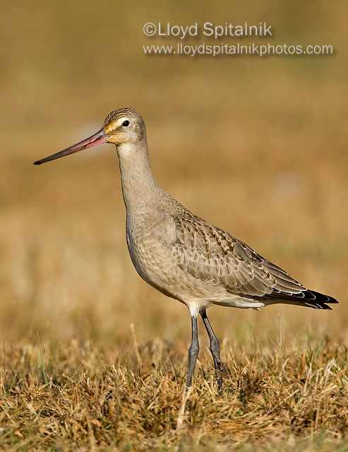 Hudsonian Godwit (juvenile)