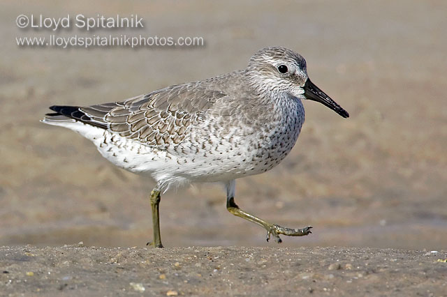 Red Knot