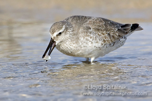 Red Knot