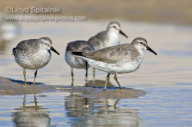 Red Knot