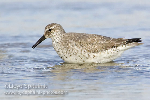 Red Knot