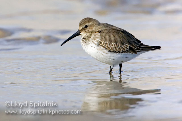 Dunlin