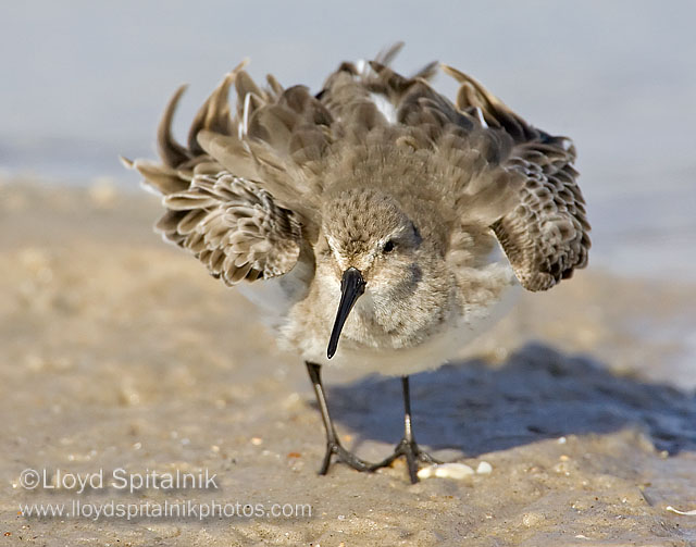 Dunlin