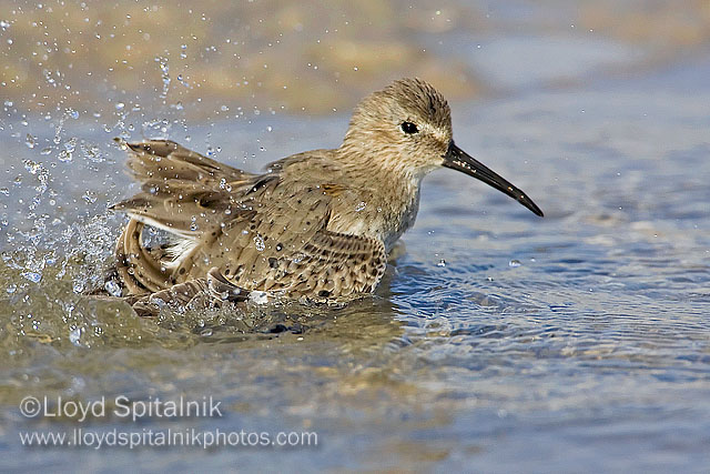 Dunlin